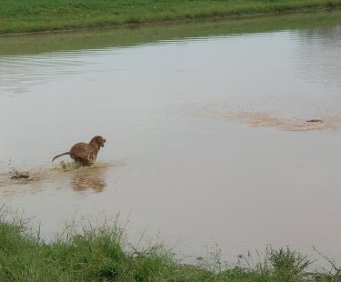 Chief racing for a duck